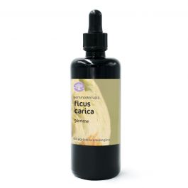 Ficus carica, gemme – gemmoderivato di Fico