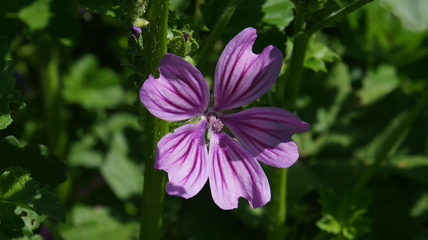 Fiori_malva Fiori_malva